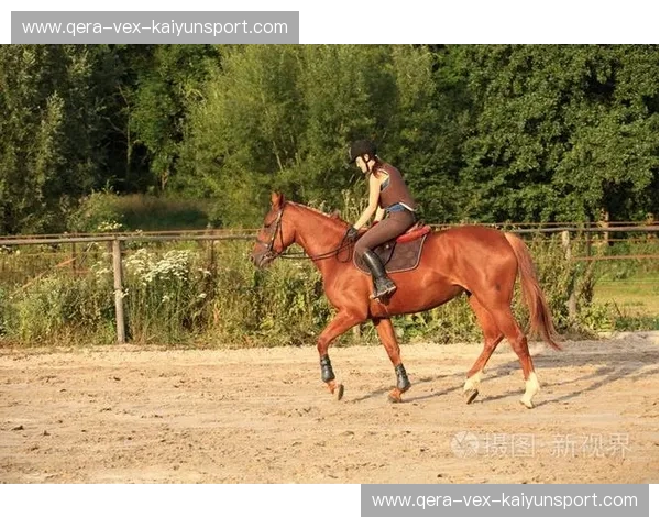 马术伤病：骑手与马匹的健康守护指南